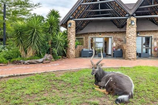 Nyala Antelope Ram in Waterberg