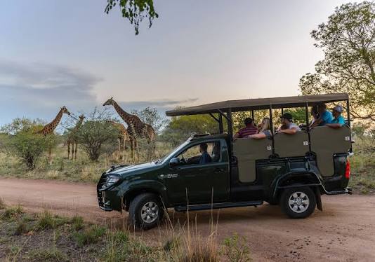 Guided Safari Game Drive
