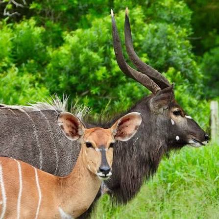 Free-roaming Nyala Ram