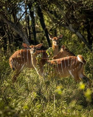 Nyala Antelope